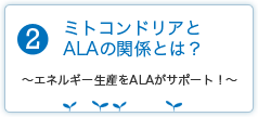 ミトコンドリアとALAの関係とは？