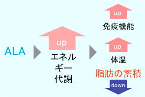 エネルギー代謝