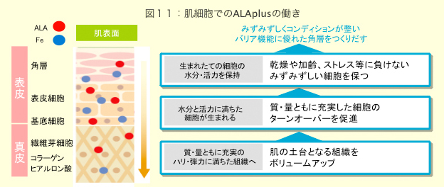 図11：肌細胞でのアラプラスの働き