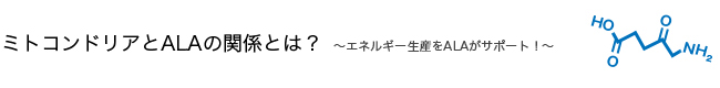 ミトコンドリアとALAの関係とは？