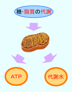 糖・脂質の代謝