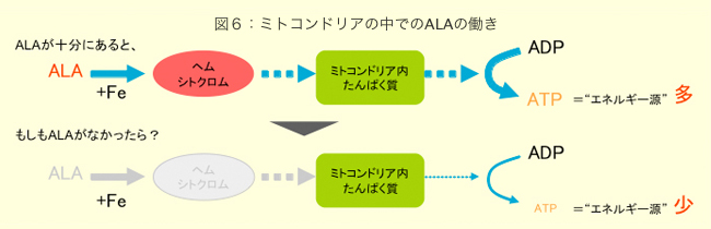 図6：ミトコンドリアの中でのALAの働き