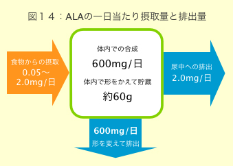 図14：ALAの一日当たり摂取量と排出量